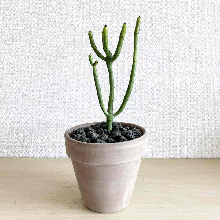 ミドリサンゴ＆イタリア製 植木鉢セット