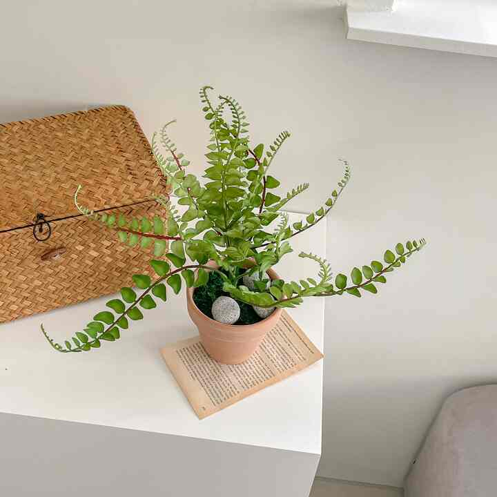 プテリス フェイクグリーン 黄土色ポット付き［2色］