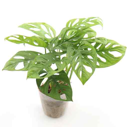 モンステラ アダンソニー