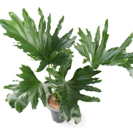 フィロデンセロウム