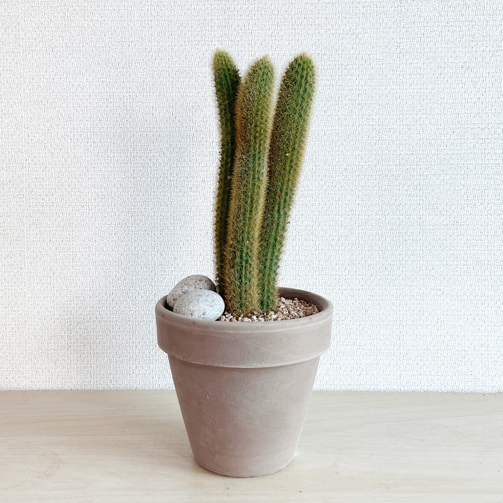 식물행성 여우꼬리선인장, 오동통한 금빛꼬리 선인장 - 이태리토분 세트