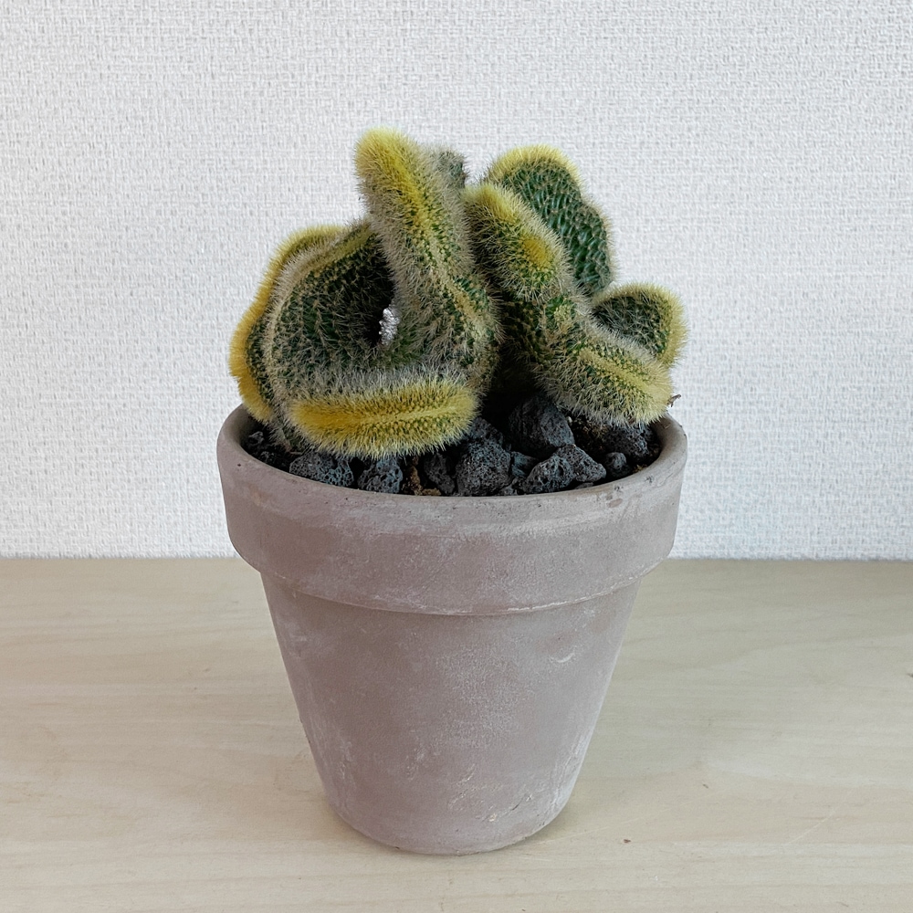 식물행성 여우꼬리철화, 굽이치는 금빛물결의 선인장 - 이태리토분 세트