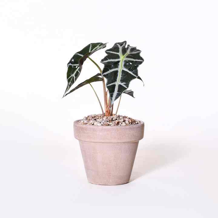 アロカシア［3色］