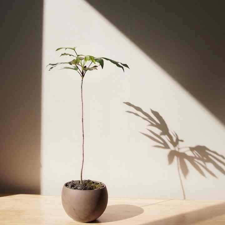 カクレミノ＋ラウンドプランター［3サイズ］