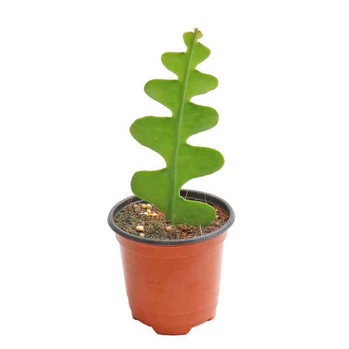 フィッシュボーンカクタス