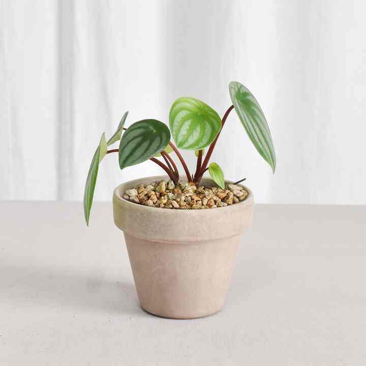 ペペロミア サンデルシー