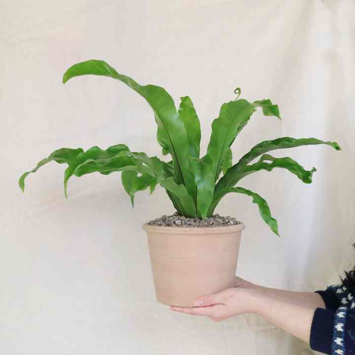 シマオオタニワタリ＆植木鉢セット［2色］