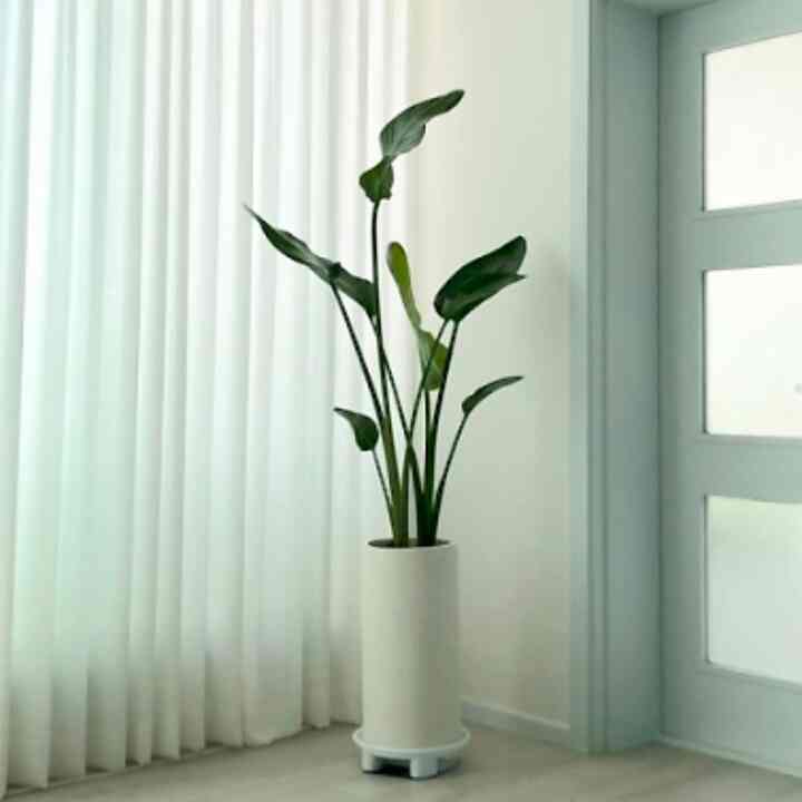 タビビトノキ＆テラゾ植木鉢セット