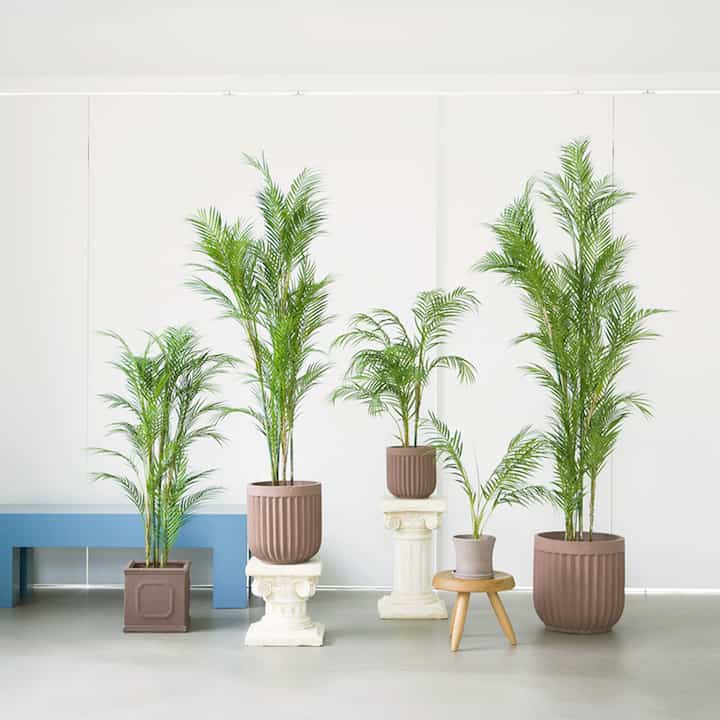 ケンチャヤシ 造花［5サイズ］