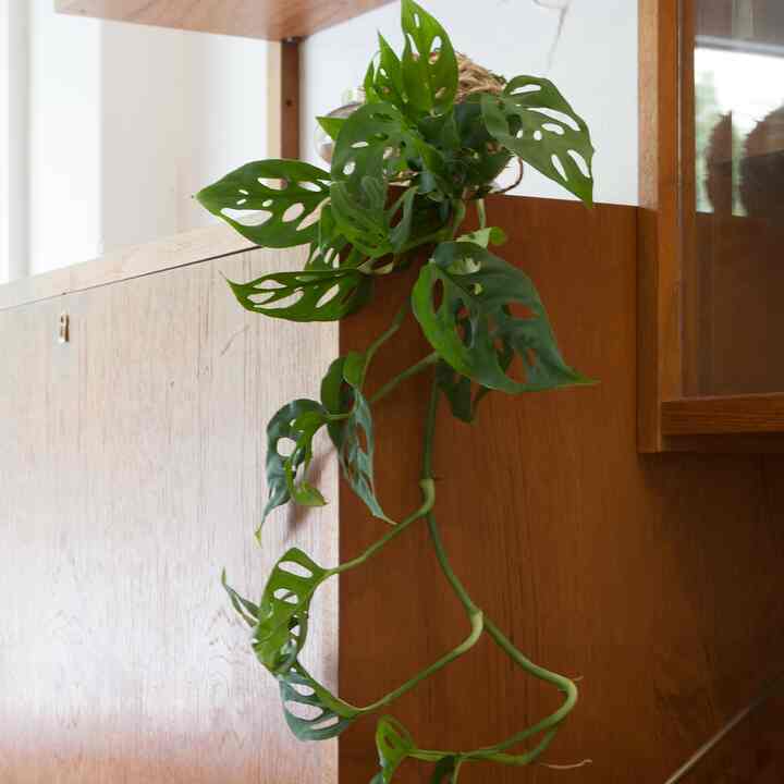 モンステラオブリクア 観葉植物