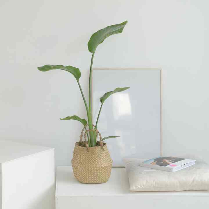 ストレリチア＋シーグラスラタンバスケット