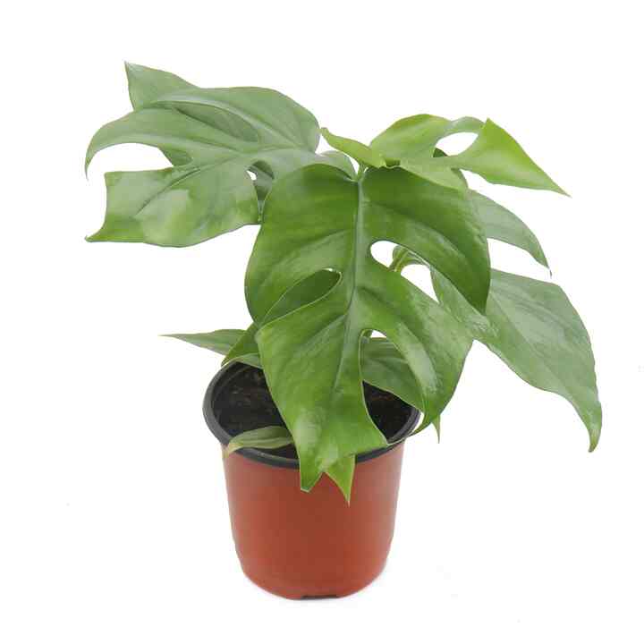 ヒメモンステラ