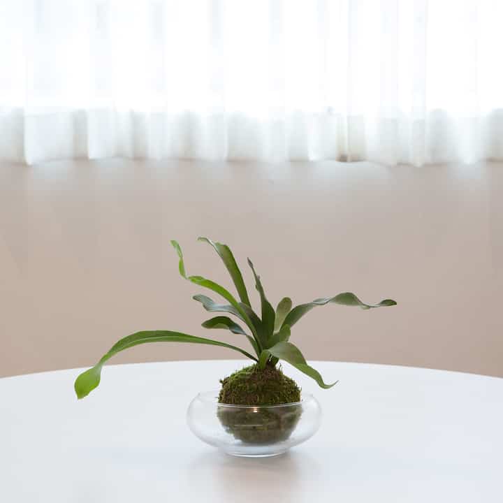 ビカクシダ Kokedama ガラスボウル［2種］