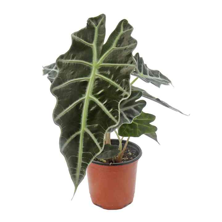 空気浄化植物 アロカシア