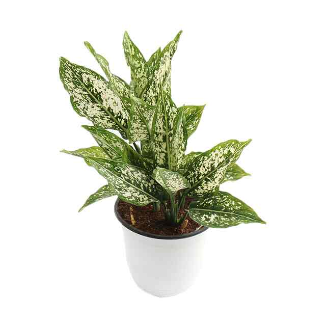 アグラオネマ・スノーホワイト