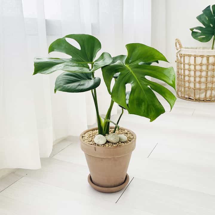 モンステラ＆イタリア製植木鉢セット［2色］