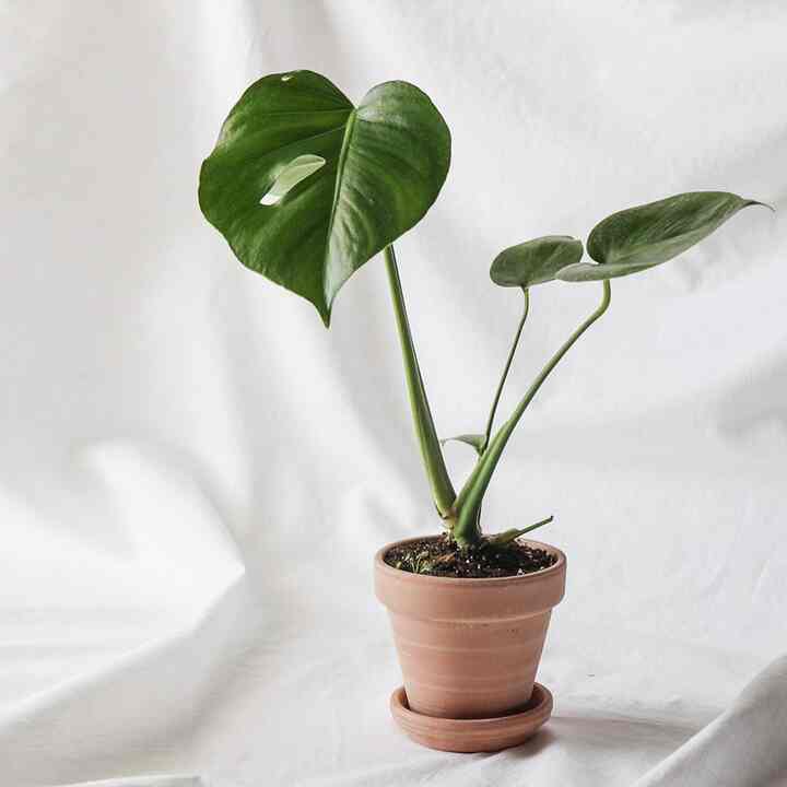 モンステラ イタリア製植木鉢セット