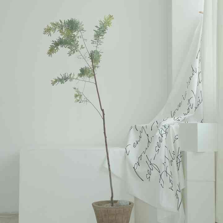 パキラ・アクアティカ＆手作り植木鉢セット