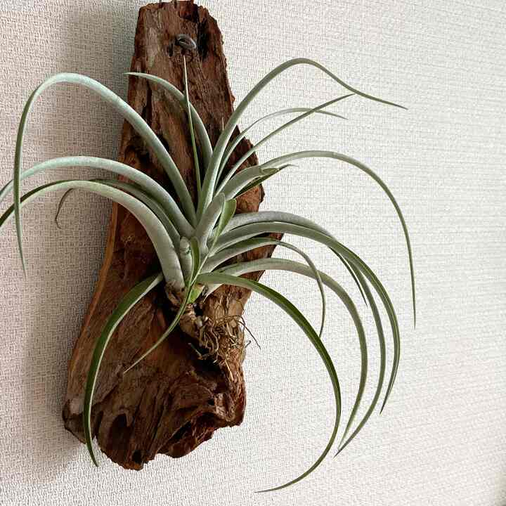 チランジア ハンギングプラント