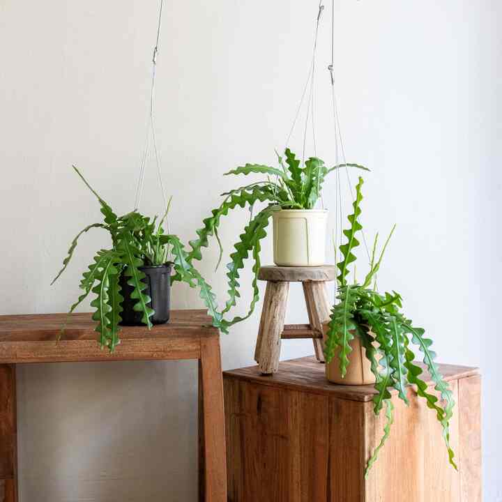 フィッシュボーン ハンギングプラント