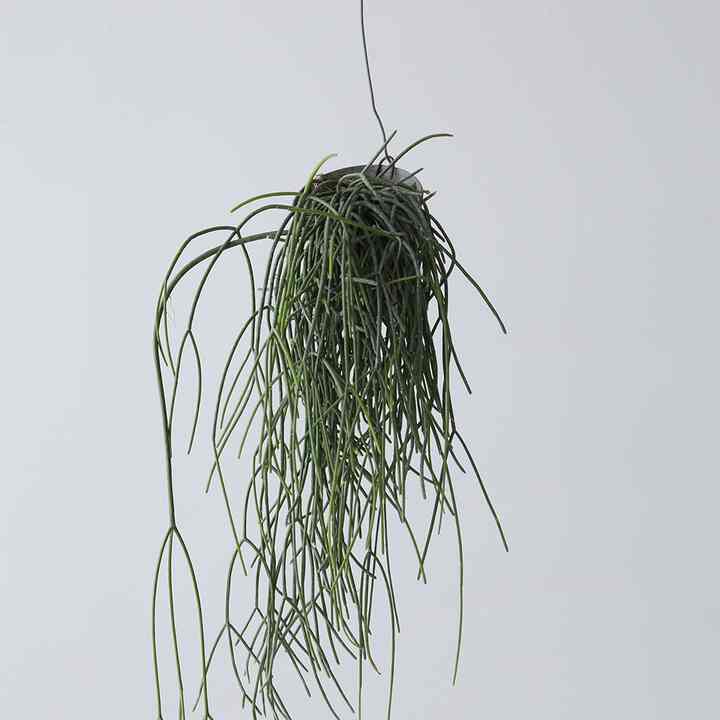 ハンギングプラント リプサリス