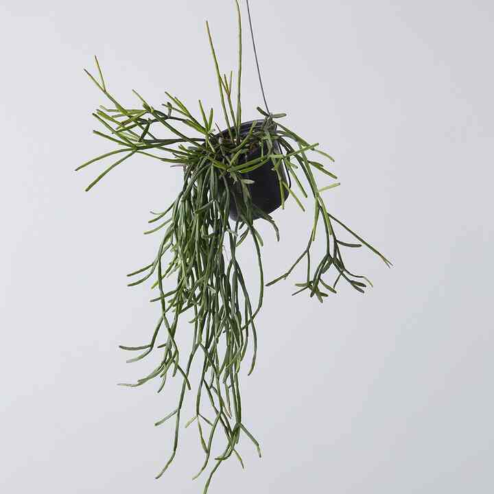 リプサリス・トリゴナ ハンギングプラント