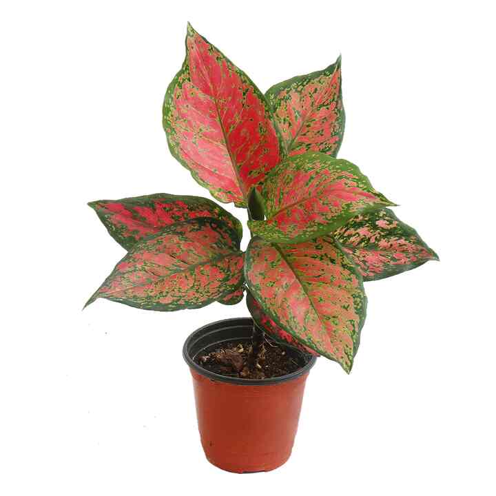 アグラオネマ・エンジェル