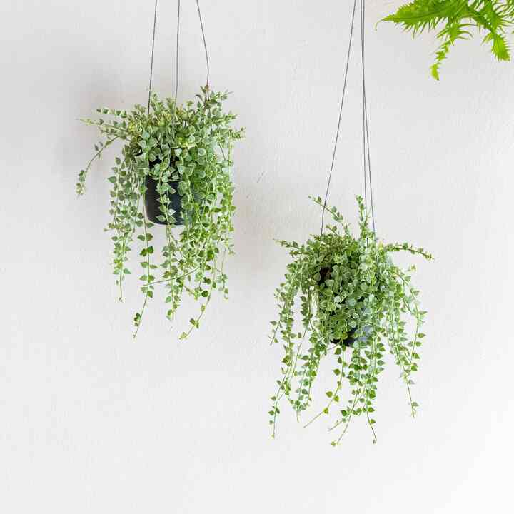 ディスキディア・ミリオンハート ハンギングプラント