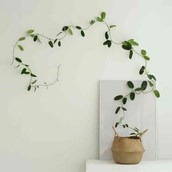 つる性植物 マダガスカルジャスミン