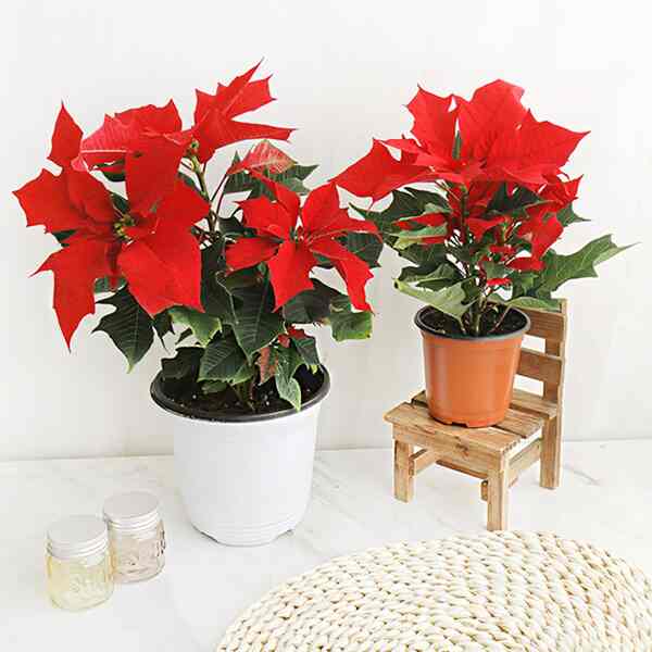 ポインセチア［2サイズ］