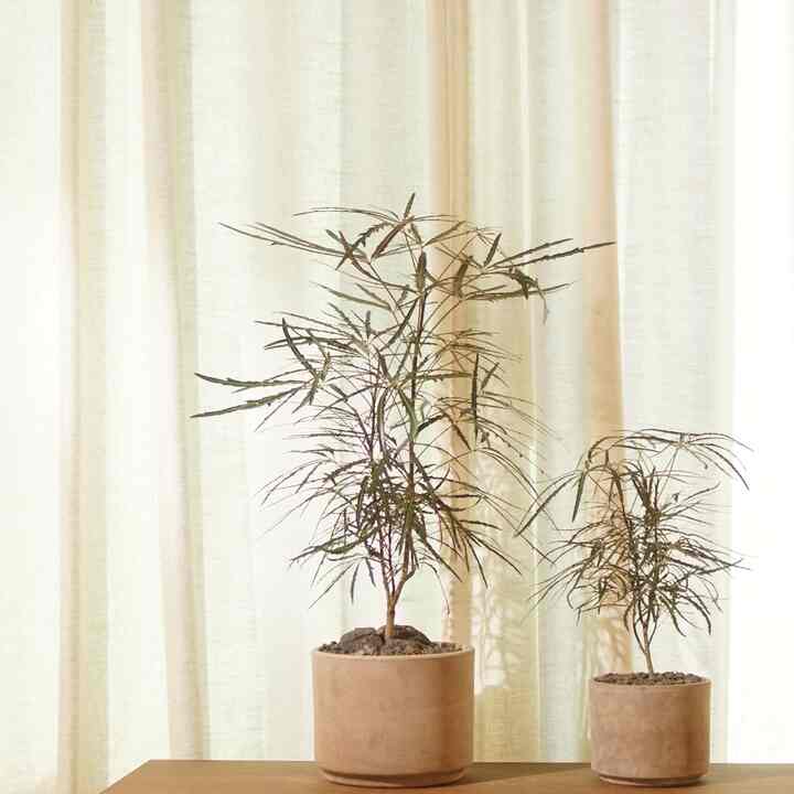 アラリア［2サイズ］