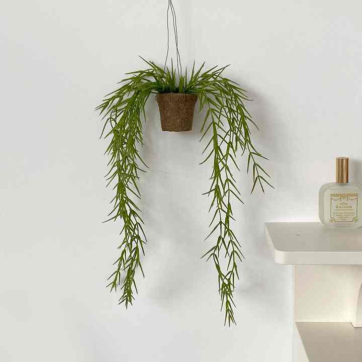 リプサリス フェイクプランツ