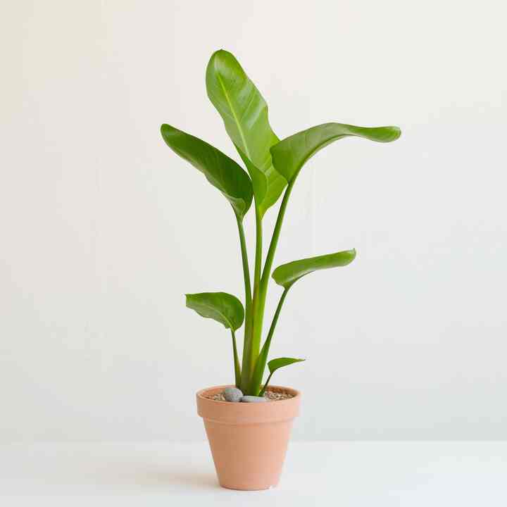 オーガスタ 中型 インテリア観葉植物