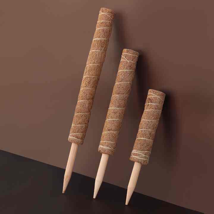 モンステラ 支柱 ココスティック