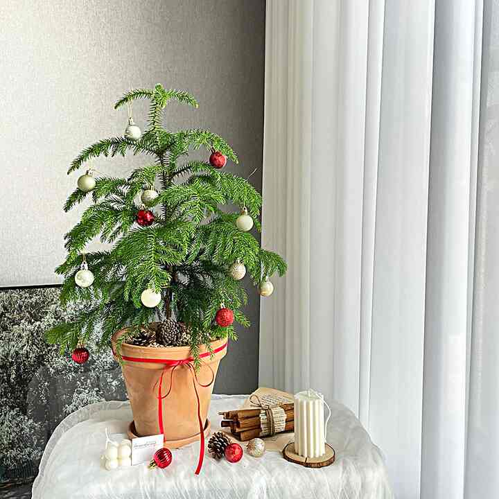 クリスマスツリー アローカリア ドイツ製素焼き鉢セット［2色］