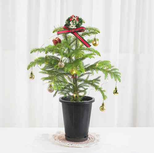 ノーフォークマツ