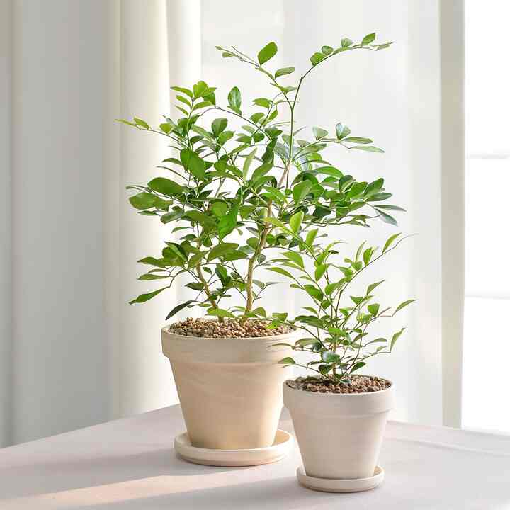 ゲッキツ＆ドイツ製植木鉢セット