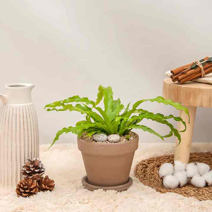 アビス 観葉植物［2色］