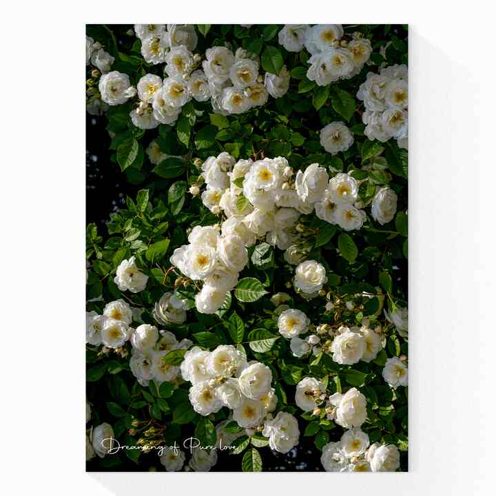 SPRING IN EUROPE ポスター［47種］