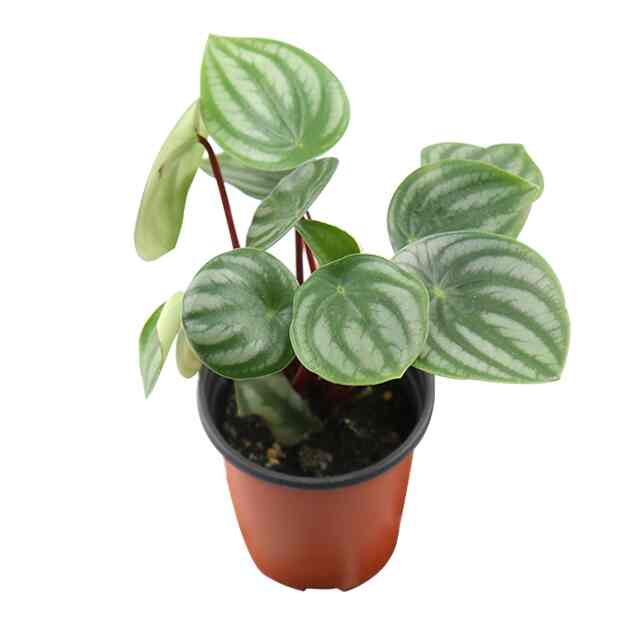 ペペロミア・サンデルシー