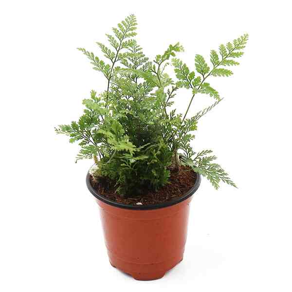 トキワシノブ 空気浄化植物