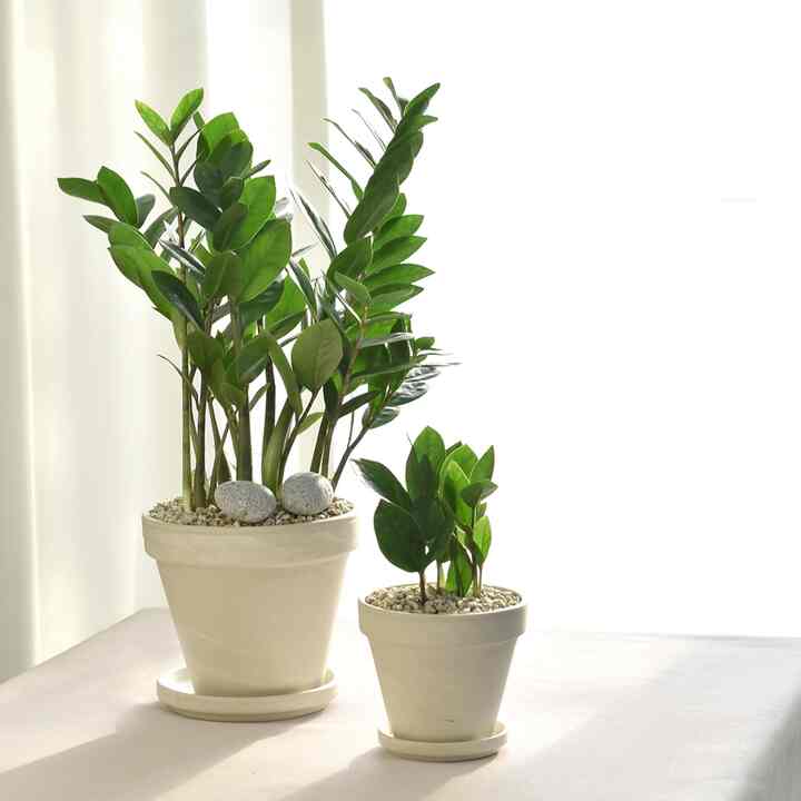 トベラ［2サイズ］