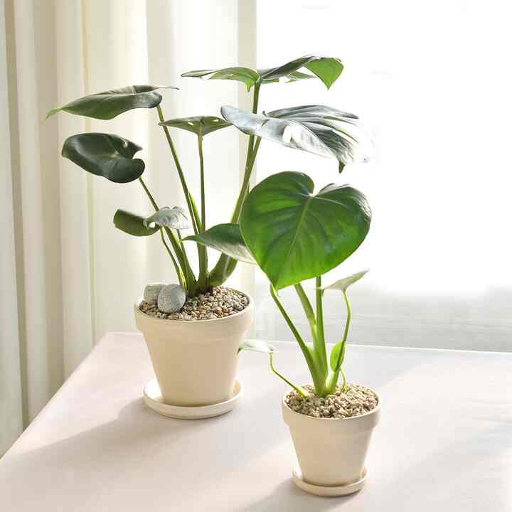  室内空気浄化植物 モンステラ