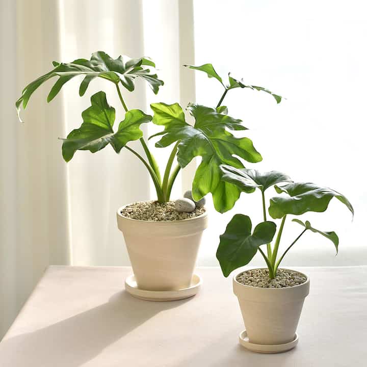 フィロデンドロン・セローム