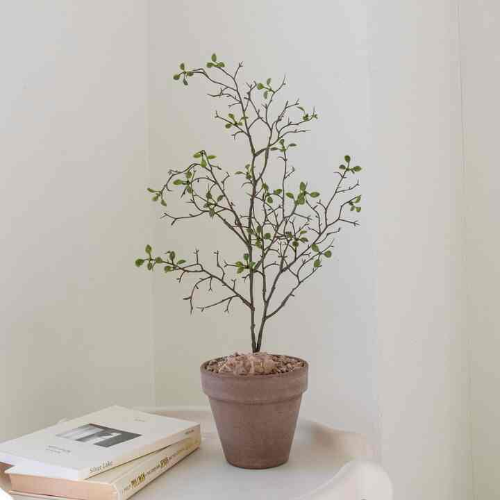 ソフォラ・プロストラータ 造花