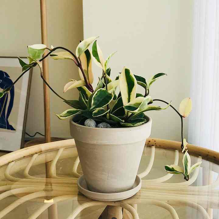 ホヤ 観葉植物＆ドイツ製植木鉢セット 小［2色］