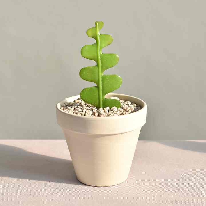 フィッシュボーン