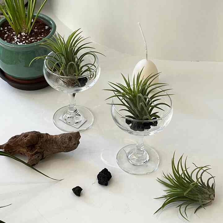植物セット（植物＆ガラス植木鉢＆ボルカニックロック）