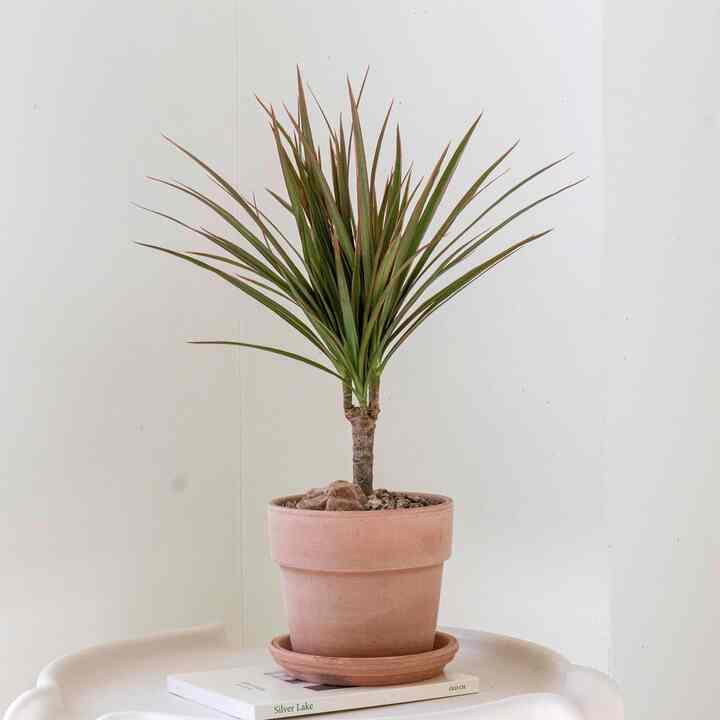 ドラセナ・コンシンネ