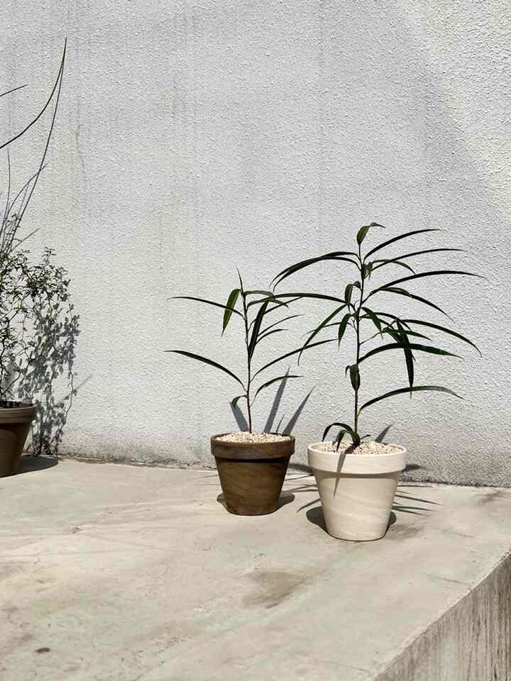 アリ ゴムの木 マーブル鉢［2色］